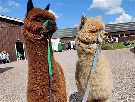 g tur med alpaca kbenhavn|Velkommen til Alpacapark